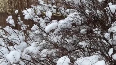 Kar taneleri kuru çalıları kapladı. Ara sokakta karla kaplı çalılık tuğladan bir duvarın karşısında. Yüksek kaliteli FullHD görüntüler
