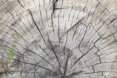 Kabuk deseni - dikişsiz ahşap doku. Arka planda ahşap işçiliği, kahverengi ahşap kabuk, doğa. Yüksek kalite fotoğraf