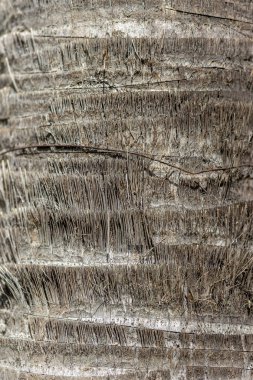 Egzotik palmiye kabuğu dokusu. Bagaja yakın çekim. Gri palmiye ağacının pürüzlü arka planı. Yüksek kalite fotoğraf