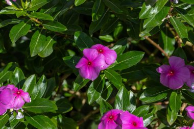 Pembe menekşe, Caranthus gülü, tropikal bölgelere özgü pembe bir çiçek. Yüksek kalite fotoğraf