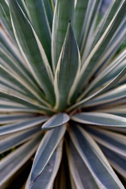 Agave tekilana, genellikle mavi agave, agave azul veya bahçede tekila agave bitkisi olarak bilinir. Yüksek kalite fotoğraf