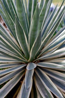 Agave tekilana, genellikle mavi agave, agave azul veya bahçede tekila agave bitkisi olarak bilinir. Yüksek kalite fotoğraf
