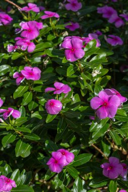 Pembe menekşe, Caranthus gülü, tropikal bölgelere özgü pembe bir çiçek. Yüksek kalite fotoğraf