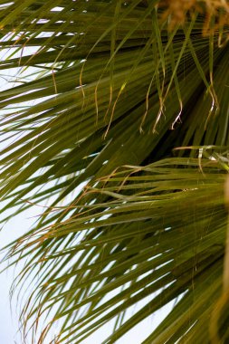 Sarı uçlu palmiye yaprakları, doğal arka plan duvar kağıdı. Botanik çiçekli kırsal alan. Yüksek kalite fotoğraf