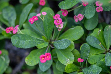 Çiçekler Euphorbia Milii Ev Bitkileri. Seçici odaklanma. Yüksek kalite fotoğraf