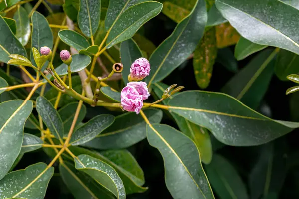 Baharda pembe eun-tae açelya çalı filizlerinin yakın çekimi. Rododendron çiçekleri. Doğal arka plan. Yüksek kalite fotoğraf