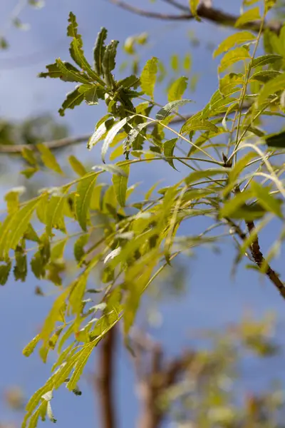 Azadirachta indica Neem, Nimtree, Hint leylağı yaprakları. Yüksek kalite fotoğraf