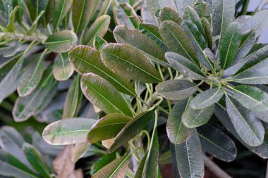 Yeşil frangipani yaprağı dokusu. Yaprak dokusu. Yüksek kalite fotoğraf
