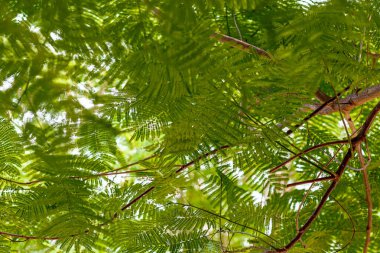 Güneşli havada yeşil yapraklı akasya ağaçları ormandaki ağaçlar, bitki örtüsü ve doğa. Yüksek kalite fotoğraf