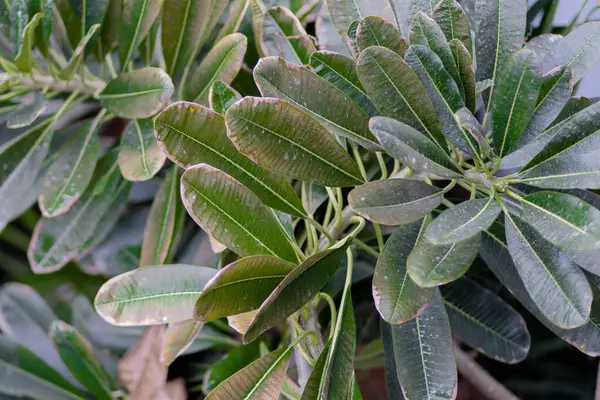 Yeşil frangipani yaprağı dokusu. Yaprak dokusu. Yüksek kalite fotoğraf