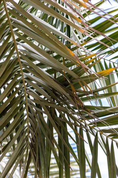 Mavi gökyüzü arka planında palmiye ağaçları. Yüksek kalite fotoğraf