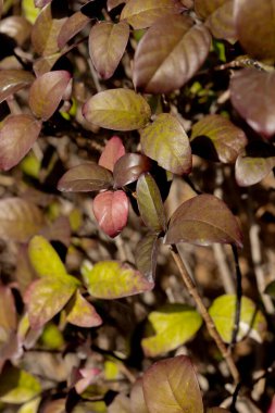 Photinia Fraseri Red Robin Hedge 'in kapanışı. Yüksek kalite fotoğraf