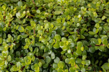 Kutu ağacı kutusu. Taze ve koyu yeşil yapraklar. Yüksek kalite fotoğraf