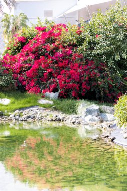 Bougainvillea çiçekleri binaya karşı. Duvarda bol miktarda pembe çiçekler var. Tropik bitki örtüsü. Yüksek kalite fotoğraf