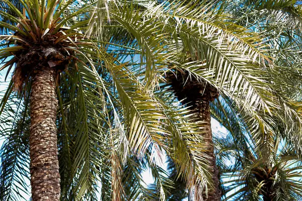 Mavi gökyüzü arka planında palmiye ağaçları. Yüksek kalite fotoğraf