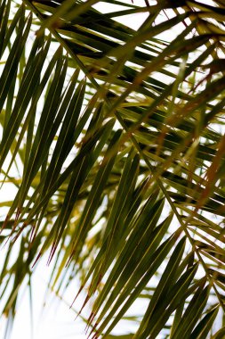 Mavi gökyüzü arka planında palmiye ağaçları. Yüksek kalite fotoğraf