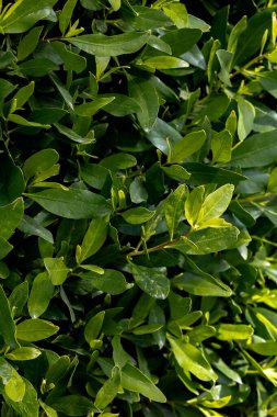 Ficus benjamina arka plan dokusu için ayrılır. Yüksek kalite fotoğraf