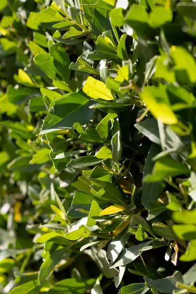 Kutu ağacı kutusu. Taze ve koyu yeşil yapraklar. Yüksek kalite fotoğraf