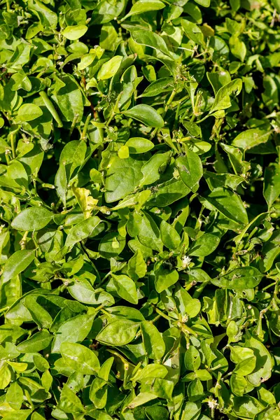 Yeşil çimen dokusu arka plan. Yeşil arkaplan yapımında kullanılan parlak çimen bahçesi fikirlerinin üst görünümü. Yüksek kalite fotoğraf