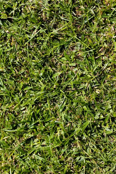 Spor sahası için yeşil çimen dokusu ya da manzara tasarımı. Yeşil çimen arka planı. Yüksek kalite fotoğraf