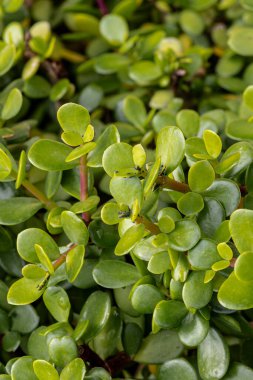 Kutu ağacı kutusu. Taze ve koyu yeşil yapraklar. Yüksek kalite fotoğraf