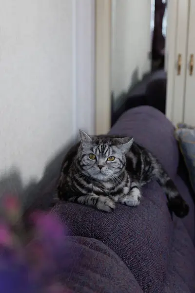 Mermer renkli gri bir İskoç kedisi kanepede uzanır, dinlenir. Yüksek kalite fotoğraf