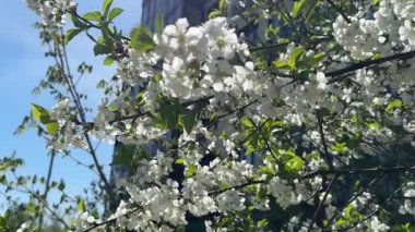 Mavi gökyüzüne karşı çiçek açan bahar ağacı. Bahar güneşli bir gün. Yüksek kaliteli FullHD görüntüler