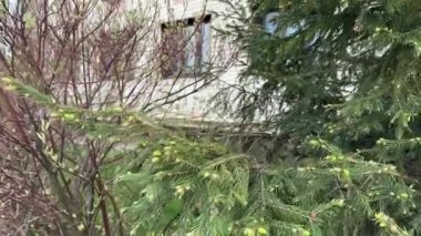 Doğa kopya uzayı: kozalaklı kozalaklı ormanda taze ladin iğneleri. Yüksek kaliteli FullHD görüntüler