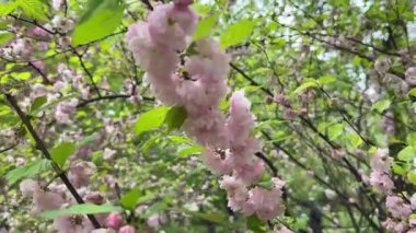 Badem çiçeklerinin bahar fotoğrafları. Yüksek kaliteli FullHD görüntüler