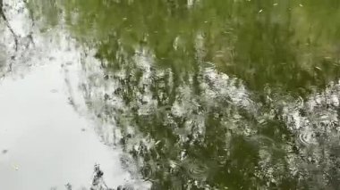 Bir gölet, hava ve doğa konseptine düşen yağmur damlaları. Yüksek kaliteli FullHD görüntüler 