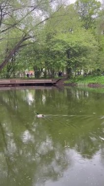 Bir ördek, bir bahar günü sessiz bir gölette huzur içinde yüzer. Yüksek kaliteli FullHD görüntüler