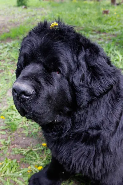 Büyük siyah bir Newfoundland köpeğinin portresi. Yüksek kalite fotoğraf