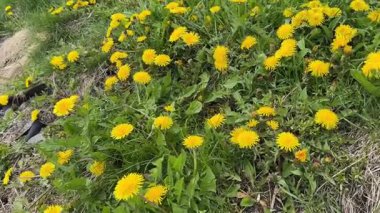 Güneşli bir bahar gününde yeşil bir çayırda güzel sarı karahindibalar. Yüksek kaliteli FullHD görüntüler