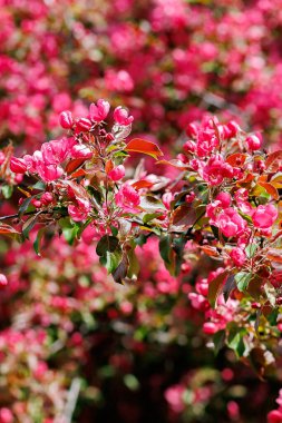Pembe elma çiçekli bir dal. Pembeyle açan dekoratif yabani elma ağacı. Yüksek kalite fotoğraf