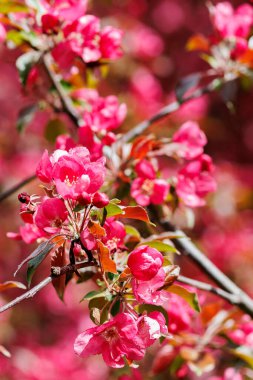 Pembe elma çiçekli bir dal. Pembeyle açan dekoratif yabani elma ağacı. Yüksek kalite fotoğraf