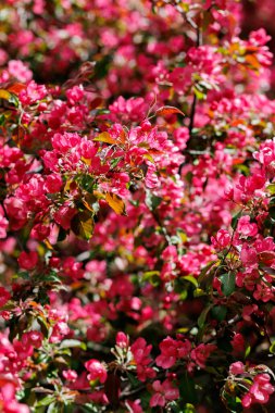 Pembe elma çiçekli bir dal. Pembeyle açan dekoratif yabani elma ağacı. Yüksek kalite fotoğraf