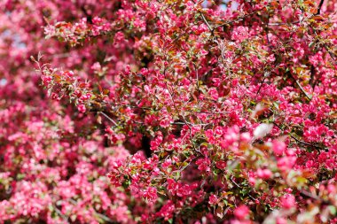 Pembe elma çiçekli bir dal. Pembeyle açan dekoratif yabani elma ağacı. Yüksek kalite fotoğraf