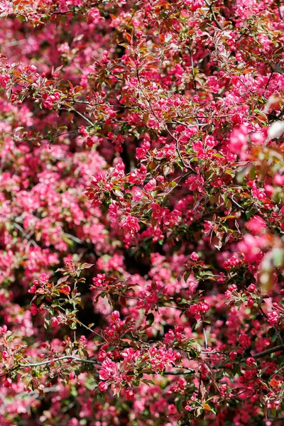 Pembe elma çiçekli bir dal. Pembeyle açan dekoratif yabani elma ağacı. Yüksek kalite fotoğraf