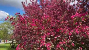 Rudolph elma ağacının kırmızı ya da pembe çiçekleri, yakın plan. Çiçekli süs bahçesi ağacı. Yüksek kaliteli FullHD görüntüler