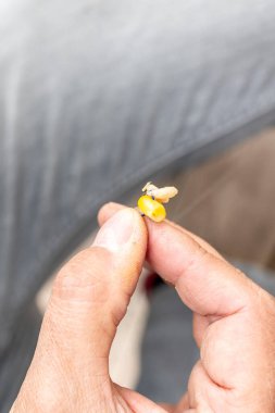 Kancaya kurtçukların yemini takan genç beyaz bir adamın eli. Yüksek kalite fotoğraf