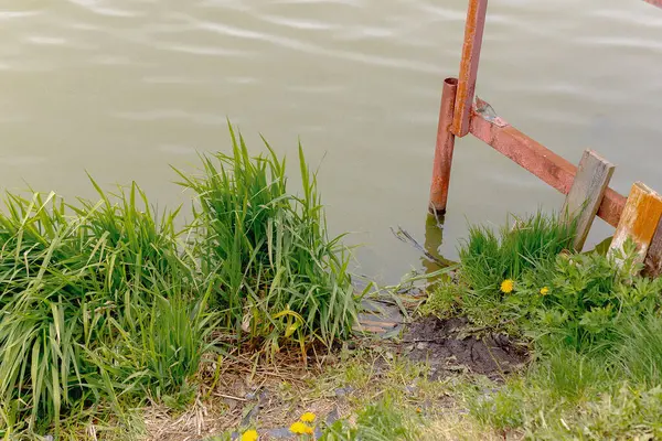 Gölün kıyısında. Suyun içinde sazlıklar, karahindibalar ve ahşap bir iskelenin kenarı. Yüksek kalite fotoğraf