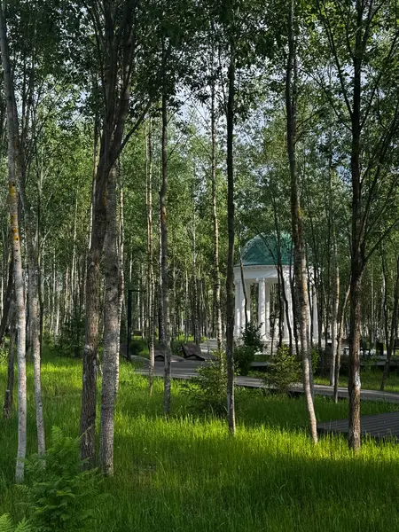 Parkta yoğun büyüyen ağaçların arasında mavi çatılı bir çardak. Yüksek kalite fotoğraf