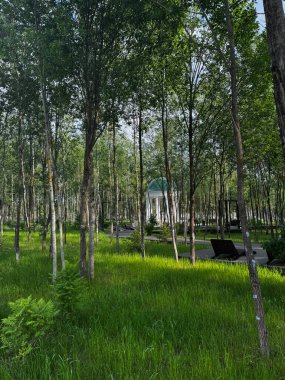 Parkta yoğun büyüyen ağaçların arasında mavi çatılı bir çardak. Yüksek kalite fotoğraf