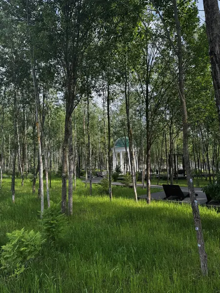 Parkta yoğun büyüyen ağaçların arasında mavi çatılı bir çardak. Yüksek kalite fotoğraf