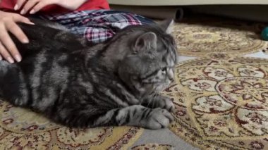 Kadının kollarındaki sevimli bir kedinin yakın çekimi. Kadın onu okşuyor, o da rahat. Yüksek kaliteli FullHD görüntüler