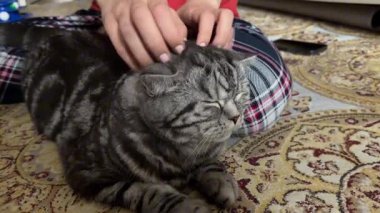 Kadının kollarındaki sevimli bir kedinin yakın çekimi. Kadın onu okşuyor, o da rahat. Yüksek kaliteli FullHD görüntüler