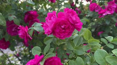 Bahçede parlak pembe gül kalçaları. Çiçek açan bahar çiçeklerinin yakın çekim yaprakları. Yüksek kaliteli FullHD görüntüler