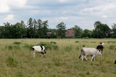 İnekler, yaz sığırlarının çiftliğindeki kuru otlaklarda otlarlar. Yüksek kalite fotoğraf