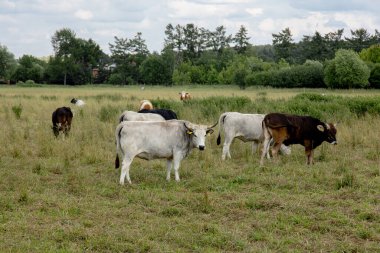 İnekler, yaz sığırlarının çiftliğindeki kuru otlaklarda otlarlar. Yüksek kalite fotoğraf