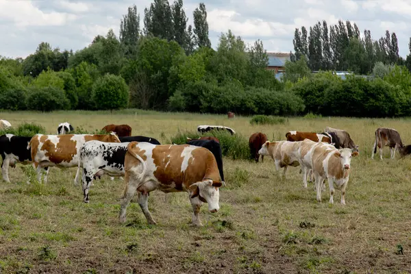 İnekler, yaz sığırlarının çiftliğindeki kuru otlaklarda otlarlar. Yüksek kalite fotoğraf